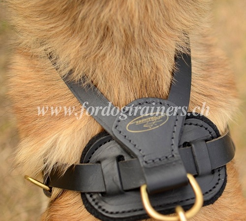 Zuggeschirr Leder fr belgischen Schferhund Schweiz