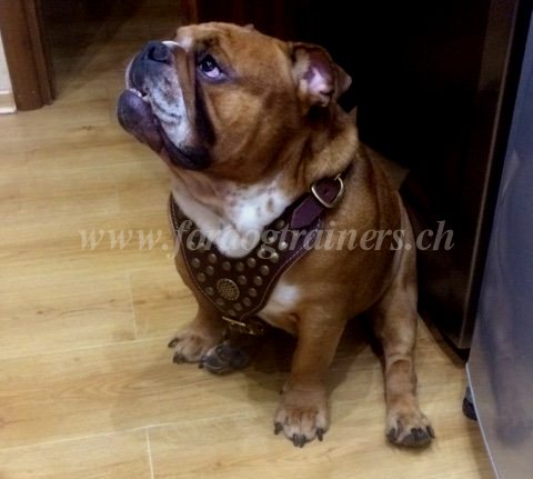 hundegeschirr nappa gepolstert Englische Bulldogge