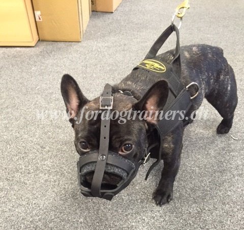 maulkorb leder kleine hunde zrich