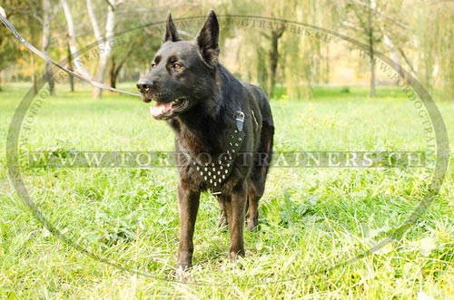 Solides Leder Hundegeschirr fr Schferhund mit Spikes
Schweiz