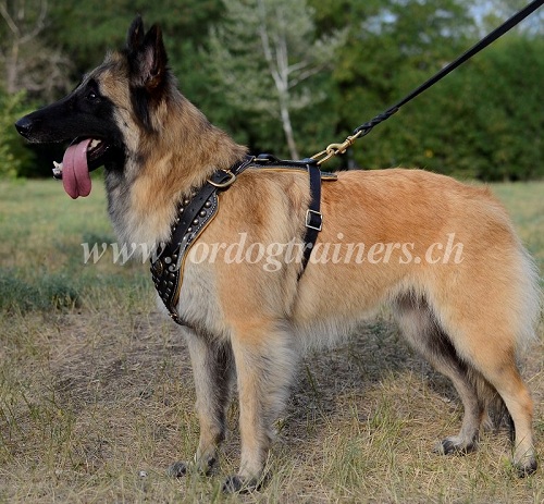 Leder geschirr belgischer Schferhund Schweiz