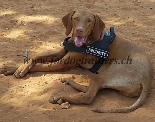 Hundesportgeschirr Vizsla Schweiz