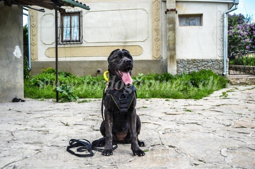 nylon hundegeschirr bandogge sterreich