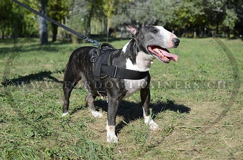 Nylongeschirr bullterrier Schweiz