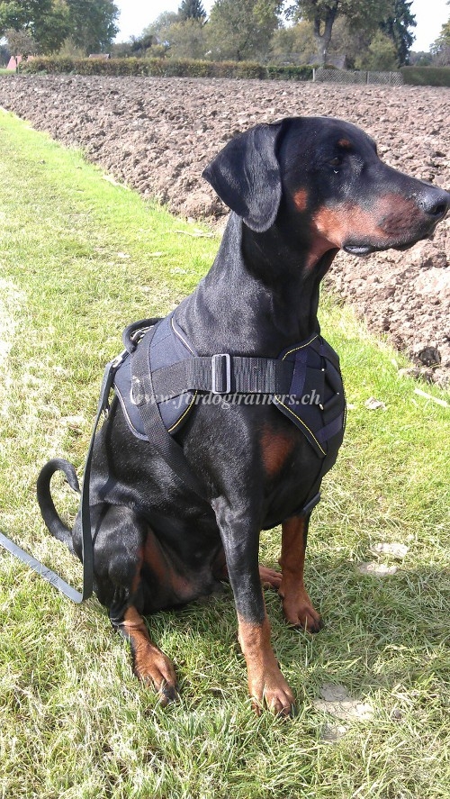 Stilvolles Nylon Hundegeschirr fr Dobermann Schweiz