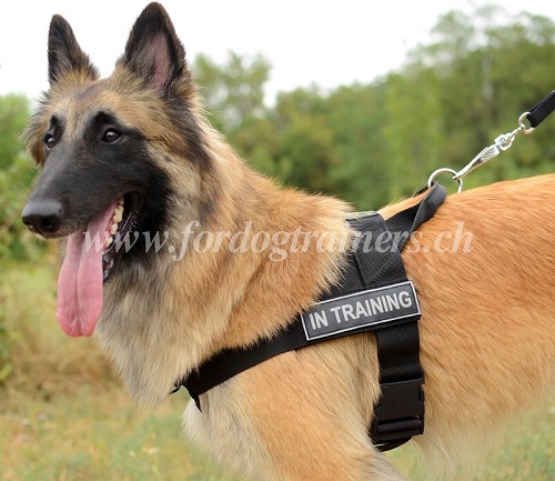 hundegeschirr training tervueren Schweiz