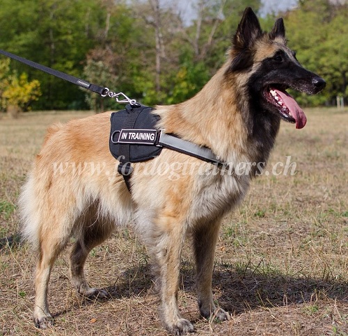 Nylon Hunde Geschirr belgischer Schferhund Schweiz