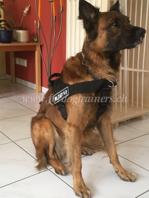 geschirr Schferhund hundesport Schweiz