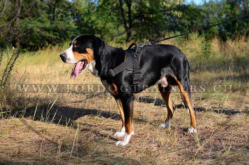 Harnais extra fort en nylon pour Bouvier suisse