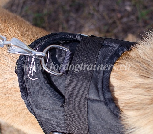 Geschirr belgischer Schferhund Schweiz