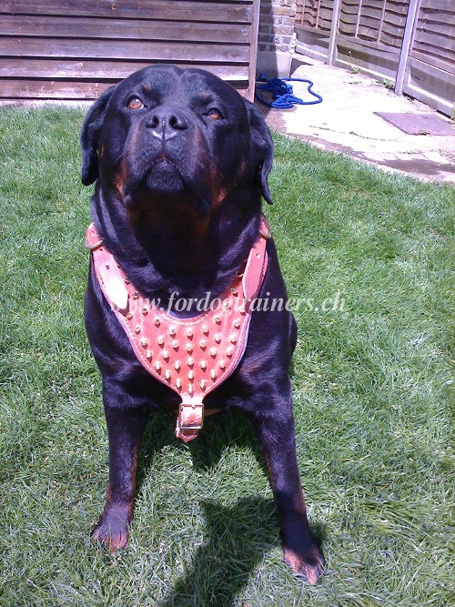leder hunde geschirr rottweiler