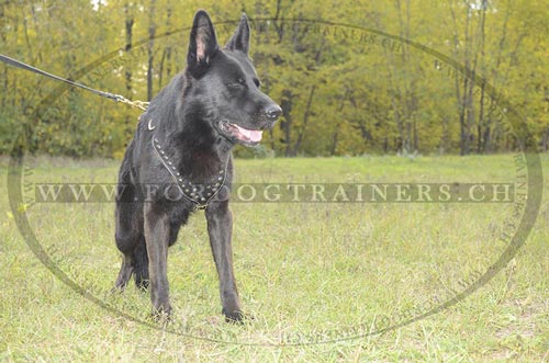 Stilvolles Leder Hundegeschirr fr Schferhund Schweiz
