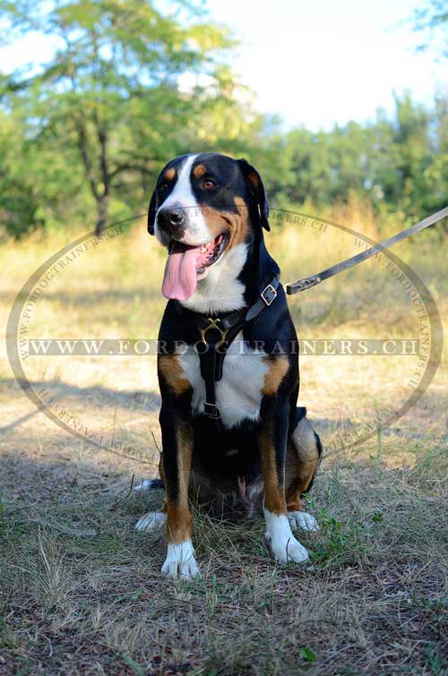Hundegeschirr Leder Sennenhund Schweiz