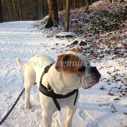 Bulldogge Geschirr leder Schweiz