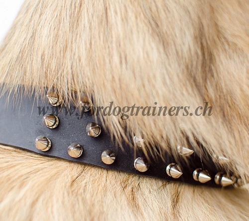 Leder Halsband tervueren schweiz