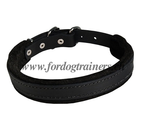 halsband leder mit polsterung schweiz kaufen