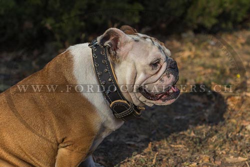 Lederhalsband Nappa fr Englische Bulldogge
