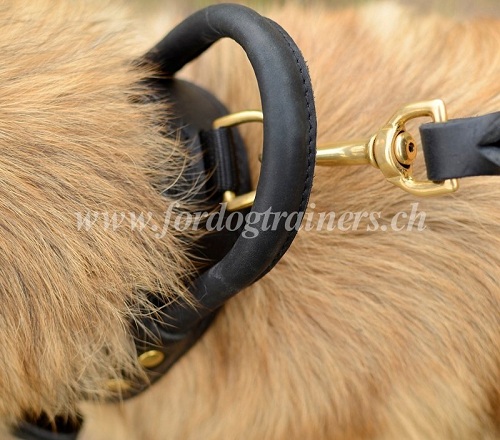 hetzhalsband mit griff leder Tervueren schweiz