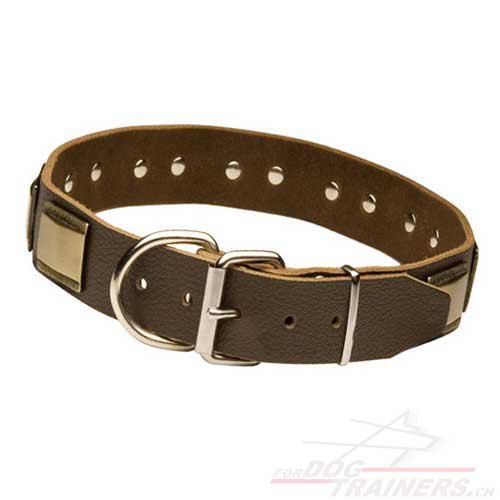 hundehalsband leder breit schweiz