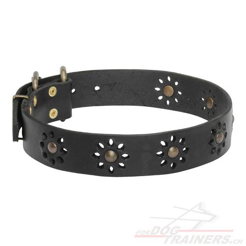 hund halsband immer tragen schweiz