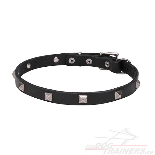 Hunde Lederhalsband Dnn schweiz