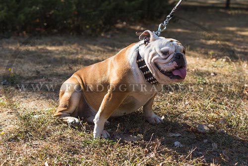 extra breit Leder Halsband
Englische Bulldogge schweiz