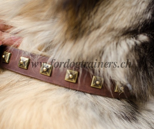 hundehalsband leder Tervuren schweiz