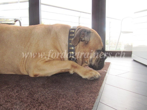 Hunde Lederhalsband fr Mastiff messingplatten Schweiz
