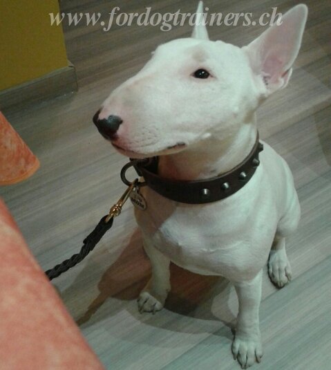 halsband aus leder bullterrier
schweiz