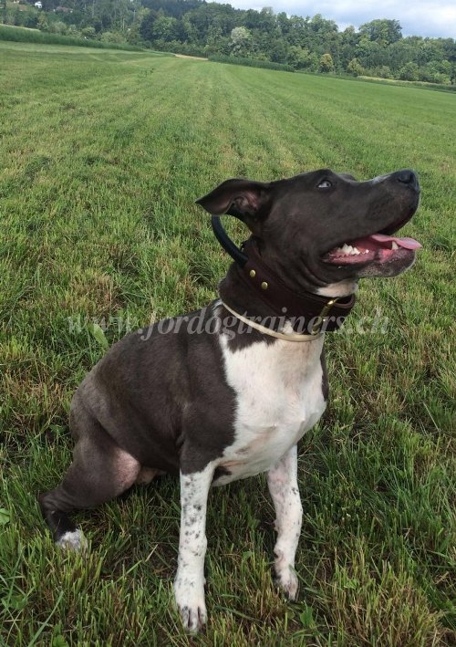halsband leder hundesport pitbull terrier schweiz