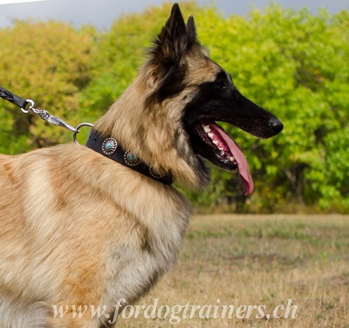 hundehalsband leder stilvoll Tervueren schweiz