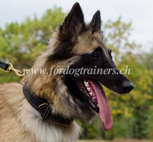 hundehalsband Nappa Leder belgischen schferhund