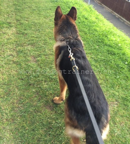 leder hundeleine verstellbar schferhund kaufen