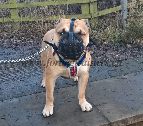 leder Hundemaulkorb gegen vergiftung Old Tyme Bulldogge