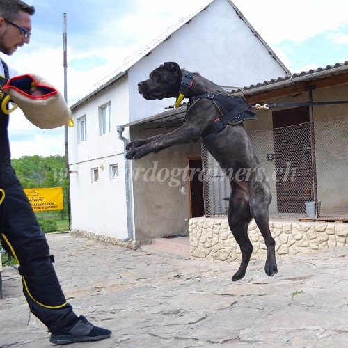 Nylon Hundegeschirr fr Bandog luzern