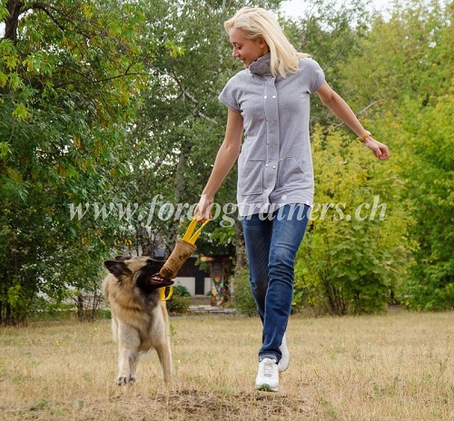 training mit hund kaufen