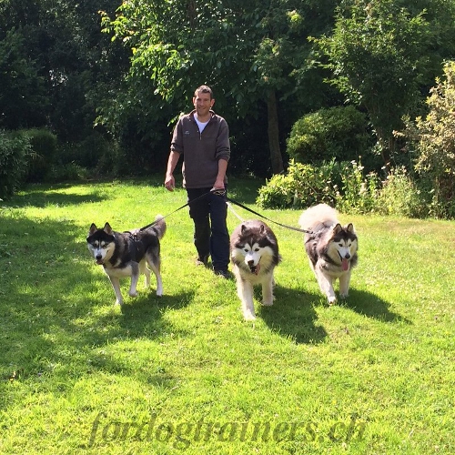 leine fr huskys schweiz