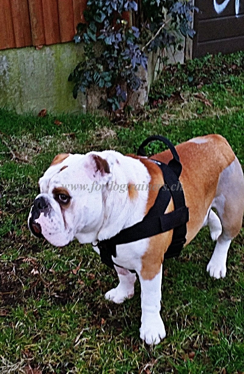 nylongeschirr englische bulldogge handarbeit schweiz