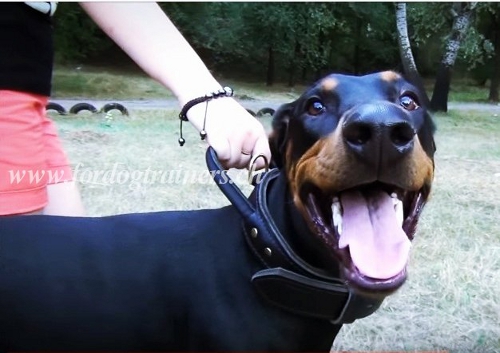 halsband leder hundesport Dobermann schweiz