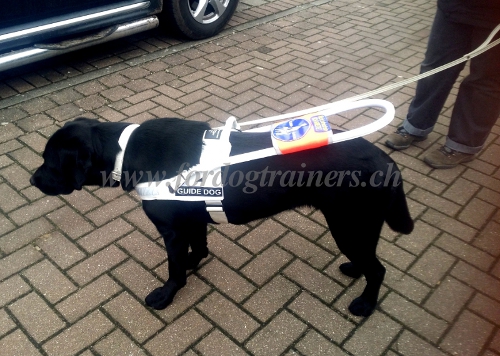 labrador hundegeschirr nylon Schweiz