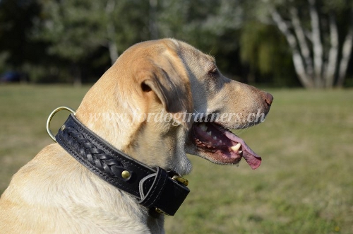 Labrador halsband doppelleder schweiz