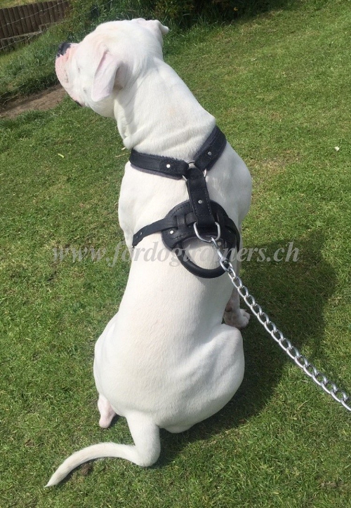 Amerikanische Bulldogge
geschirr IGP