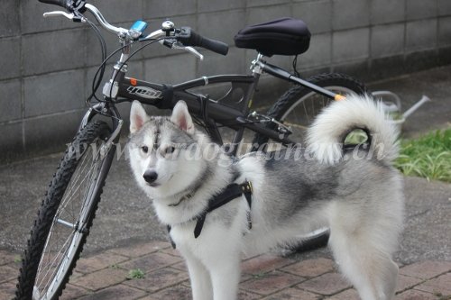 Zuggeschirr Leder Husky Schweiz