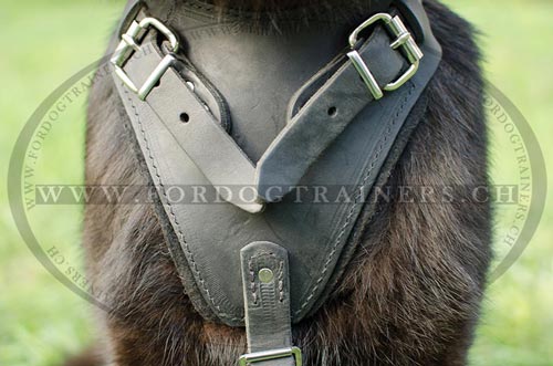 Schferhund Geschirr bestellen IGP