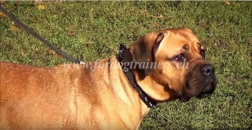 enges halsband leder Boerboel schweiz