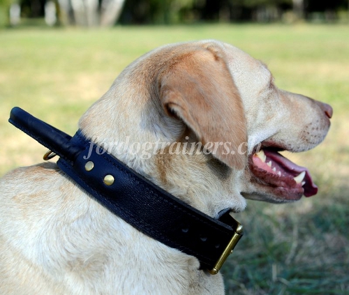 hetzhalsband fr labrador
