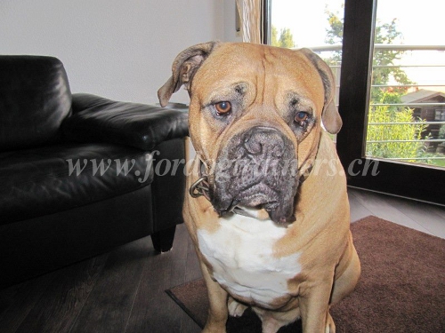 Mastiff Lederhalsband messingplatten Schweiz