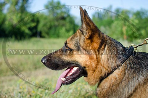 halsband Geflochten Schferhund Schweiz