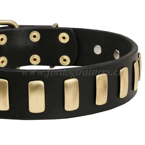 halsband hund Leder mit Platten