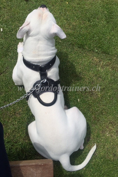 hunde geschirr IGP
Amerikanische Bulldogge